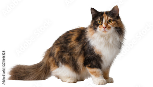 Tableau sur toile Calico longhair cat sitting attentively with fluffy fur