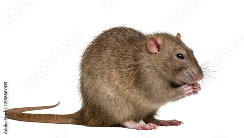 Fényképezés Brown furry Rat sitting grooming whiskers close up