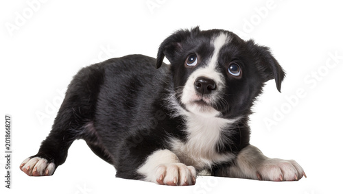 Foto Black and White Puppy Border Collie Lying Down Looking Up