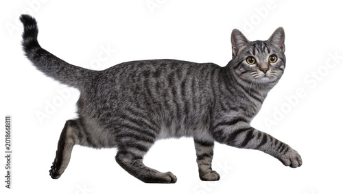 Photography Gray tabby cat walking with curled tail and focused gaze
