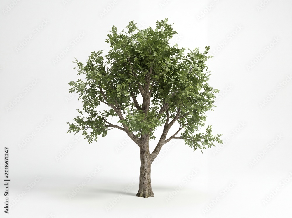 Obraz premium Isolated deciduous tree render on white background for digital composition