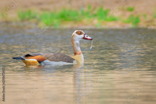 Egyptian Goose (Alopochen aegyptiaca) swimming in water, Kruger National Park, Mpumalanga, South Africa.
