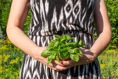 Woman holds a bunch of fresh herbs in herb garden
