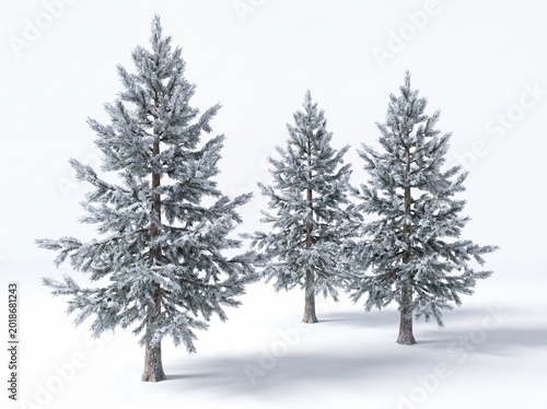 Snow covered evergreen trees isolated on white background