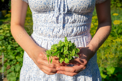 Woman holds a bunch of fresh herbs in herb garden