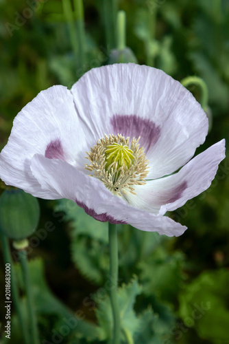 Close-up of a pale lavender poppy flower with purple spots and green seed pod...