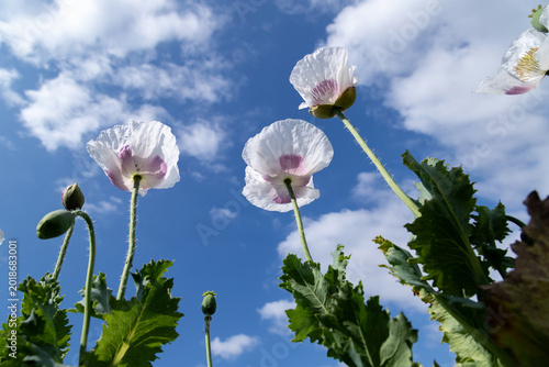 White poppy flowers reaching toward a blue sky with scattered clouds in a sum...