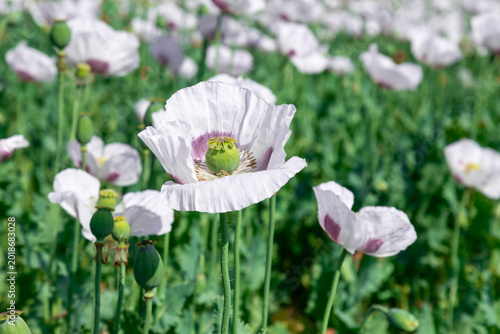 White poppies in a sunlit field with seed pods and delicate petals, botanical...