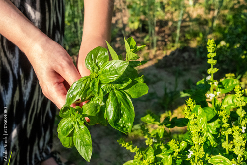 Woman picking fresh basil leaves in herb garden