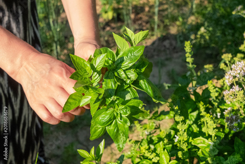 Woman picking fresh basil leaves in herb garden