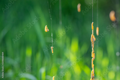 Photos Close-up of yellow Spindle Ermine moth caterpillars (Yponomeuta cagnagella) dangling in groups from long silken threads
