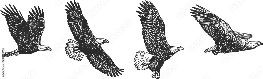 Fototapeta premium black and white eagle illustrations set, flying soaring hunting bird detailed feathers wings powerful majestic nature