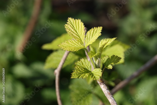 Canvas Print Green raspberry leaf growth spreading through natural underbrush during spring s