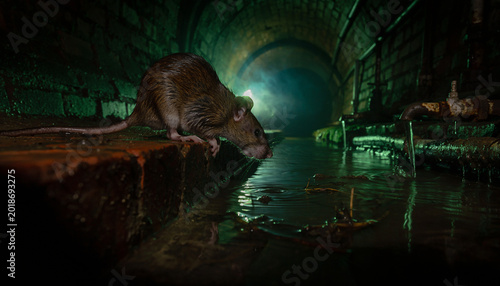 A rat in shadowy sewers with ominous atmosphere