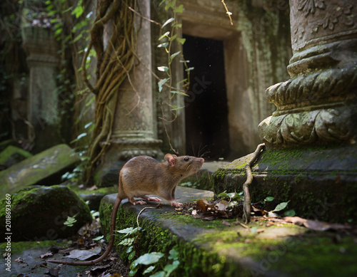 A rat exploring abandoned ruins with moss and vines