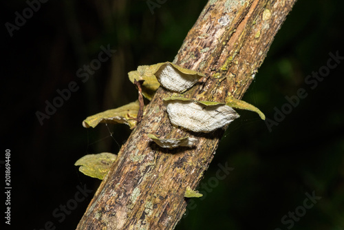 Bild auf Leinwand Beautiful bracket fungus growing on a tree trunk in a coastal forest in St Lucia
