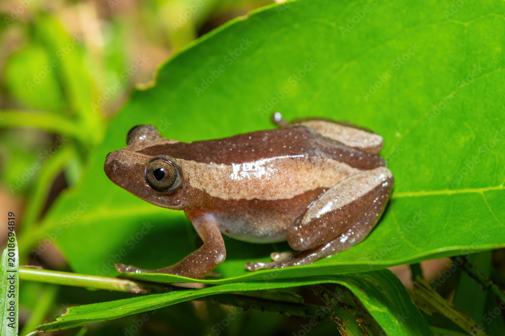 Obraz premium A beautiful greater leaf-folding frog (Afrixalus fornasini), also known as Fornasini's spiny reed frog, or banana frog, in dense coastal vegetation