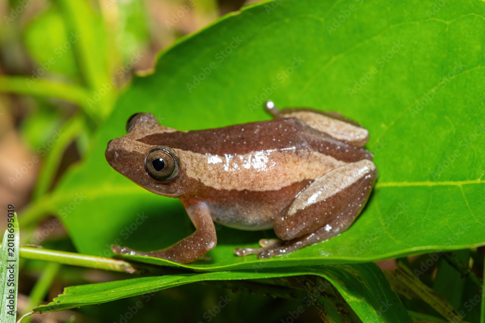Obraz premium A beautiful greater leaf-folding frog (Afrixalus fornasini), also known as Fornasini's spiny reed frog, or banana frog, in dense coastal vegetation
