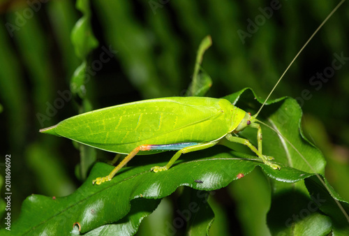 Bild auf Leinwand Blue-legged Sylvan Katydid (Zabalius ophthalmicus) camouflaged on green leaves i