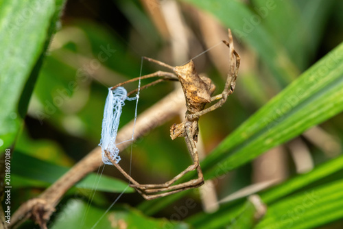 Foto Angola Ogre-faced spider (Asianopis anchietae) getting ready to ambush prey in a