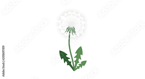 Photos Dandelion flower with green leaves closeup.