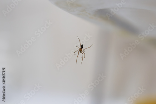 Tiny long-legged spider suspended in the air on a thin thread