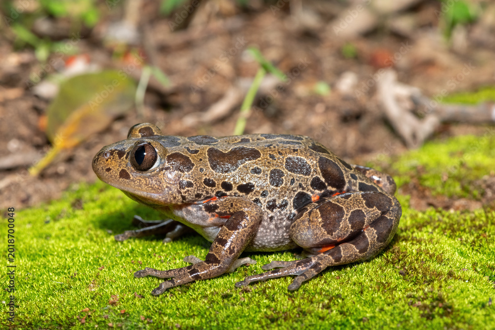 Fototapeta premium A cute red-legged kassina (Hylambates maculatus), also known as a red-legged wot-wot, a red-legged running frog, or vlei frog, on a mossy background