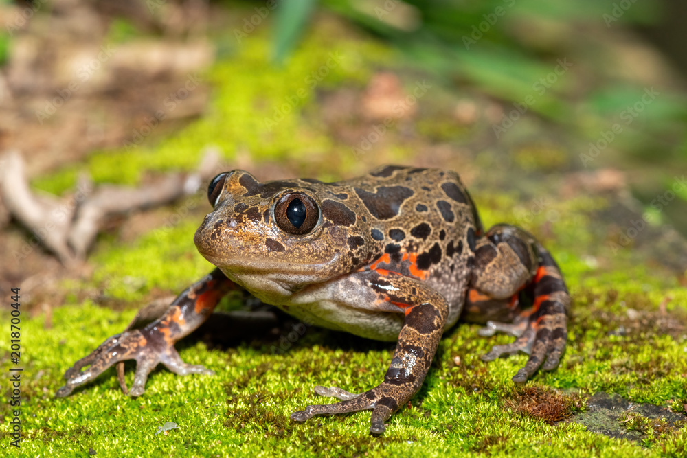 Obraz premium A cute red-legged kassina (Hylambates maculatus), also known as a red-legged wot-wot, a red-legged running frog, or vlei frog, on a mossy background