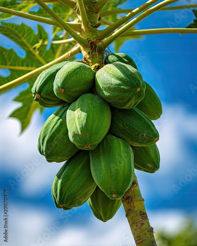 Unripe Papayas Hanging from a Tree Branch