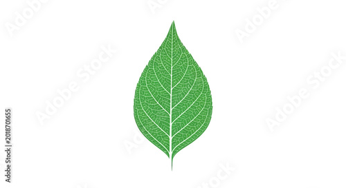 Canvastavla Green leaf with visible veins.