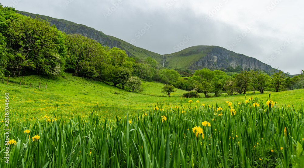 Obraz premium Yellow irises blooming in a green valley near Glencar Lough in northwest Ireland. Lush Irish countryside below the cliffs of the Devils Chimney Waterfall region.