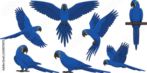 Bild auf Leinwand Hyacinth macaw cartoon character illustration set showing blue parrots flying and perching isolated on white background