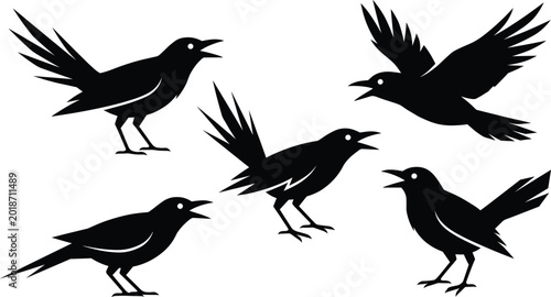 Foto Set of black crow silhouettes in various flying and standing poses isolated on a white background