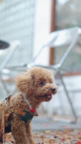 Vertical close up daylight portrait with selective focus features a cute brown toy poodle standing outdoors. The wind gently blows its soft fluffy fur, providing excellent top copy space.