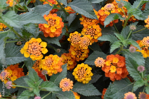Fotografie Lush bush of blooming lantana camara flowers with vibrant orange and yellow blos