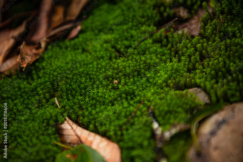 Obraz premium Exploring the Green Ferns of Phu Bia A Nature View in the Forest of Laos Capturing the Morphological Wonders of the Environment