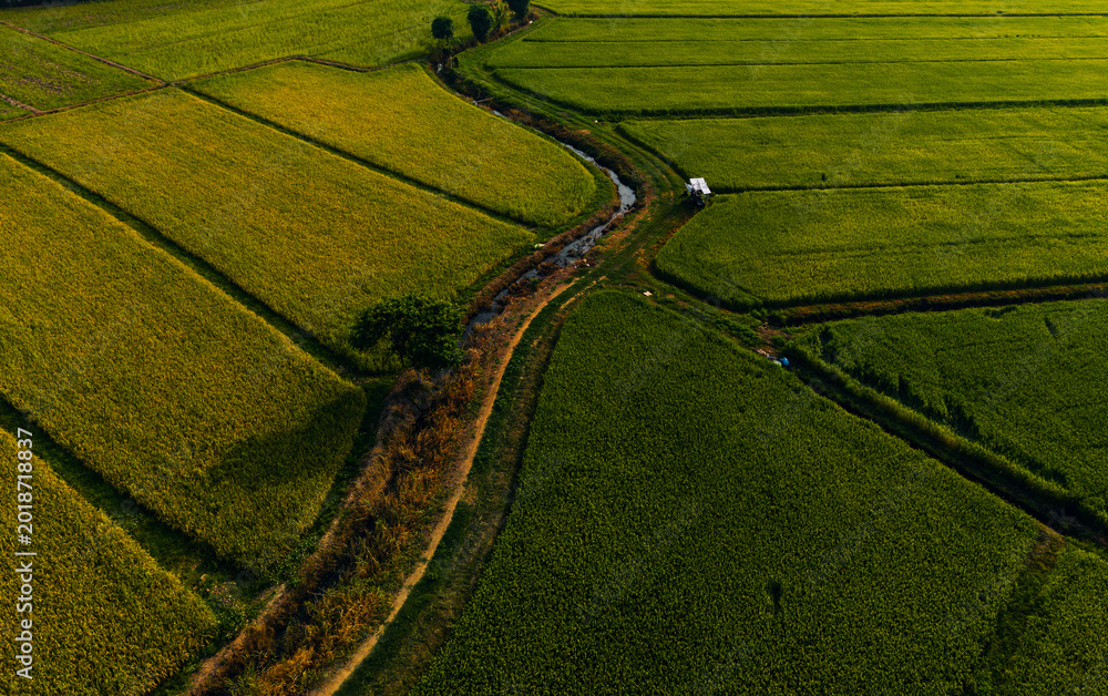 Fototapeta premium Curved irrigation channel dividing rice fields in rural landscape