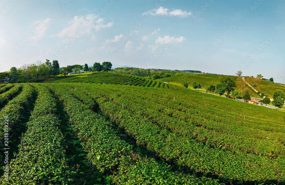 Obraz premium Aerial view Thailand Chiang Mai Tea rows stretching across sloped fields under clear sky