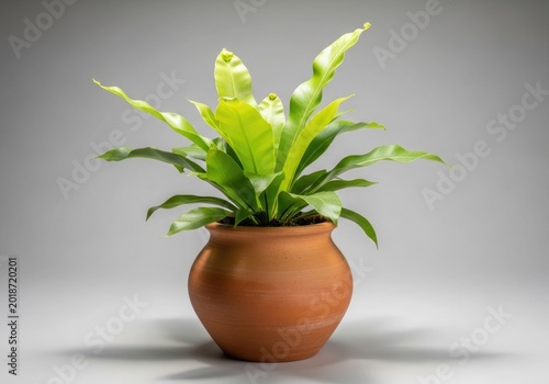 A potted plant with long green leaves in a terracotta pot on a gray background