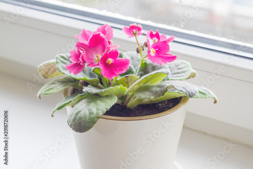 Blooming pink African violet on a home windowsill.