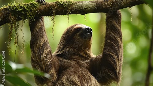 Gentle sloth hangs serenely from a mossy tree branch in a lush green rainforest.