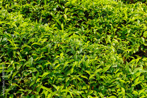 Photography Lush tea plantation in Da lat, Vietnam, verdant landscape and fresh greenery