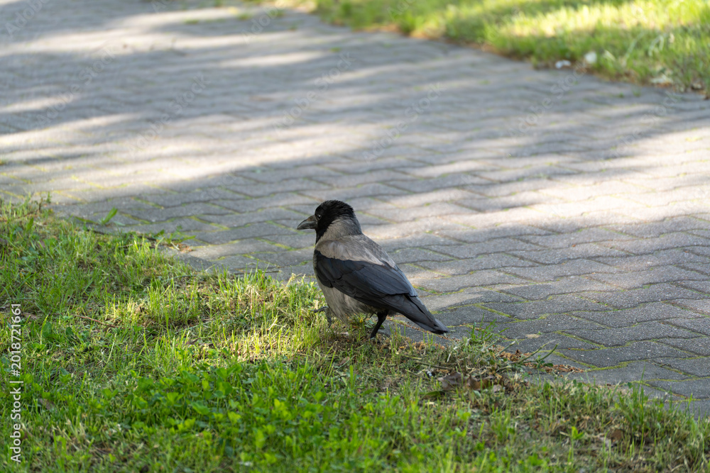 Fototapeta premium Black bird stands on grass near paved path. Sunlight casts soft shadows across scene. Bird looks alert, head turned slightly. Natural outdoor setting with greenery and pavement