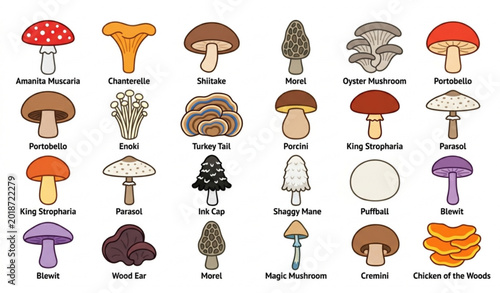 Foto Infographic Chart of Edible and Wild Mushroom Varieties with Names