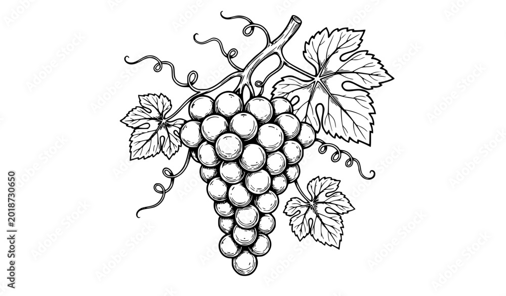 Fototapeta premium Black and white bunch of grapes vector illustration with botanical vine and leaf details