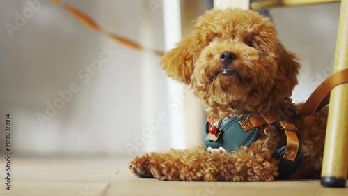Cute brown toy poodle lying alone on an indoor floor looking sad and lonely. A close up selective focus portrait in morning daylight highlighting a loyal best friend waiting patiently.