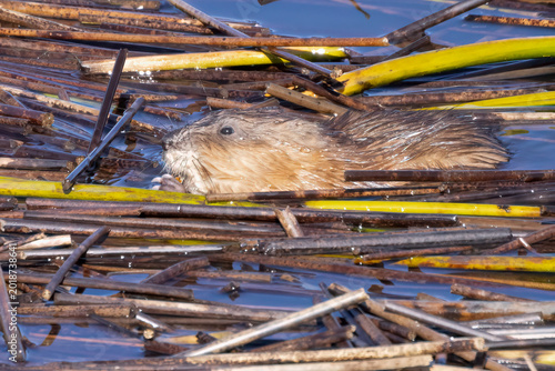 Muskrat