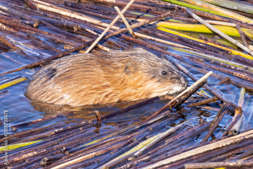 Cuadro en lienzo Muskrat