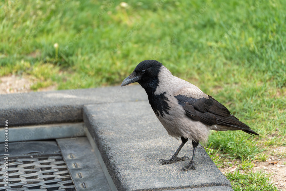 Fototapeta premium Hooded crow stands on a stone ledge near green grass. Its black head contrasts with its gray body. The bird looks alert, facing left with sharp beak and dark eyes. Perfect for nature, wildlife