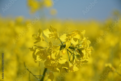 Rapeseed, a crop that blooms in May, is used to produce rapeseed oil and biofuel.